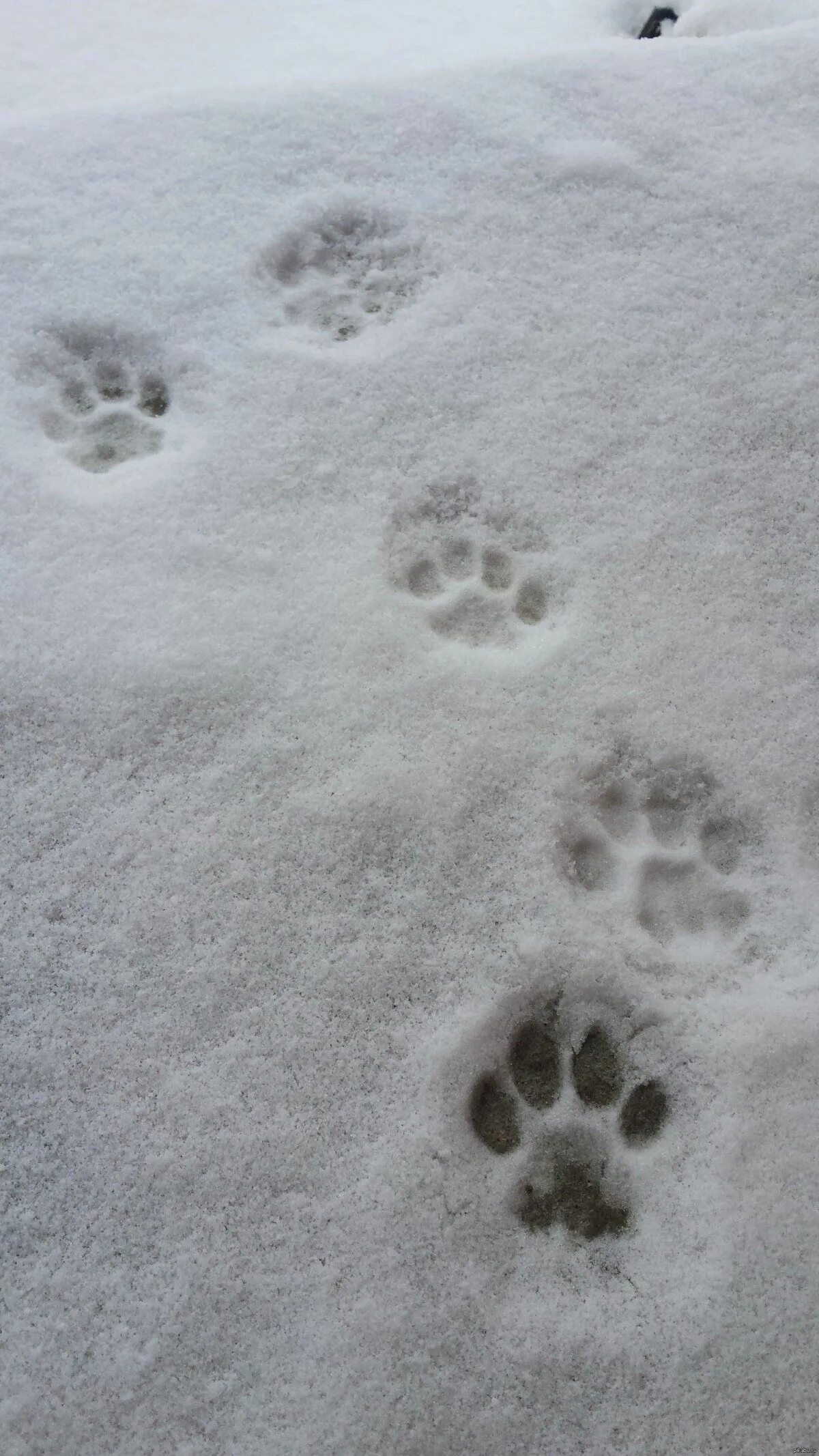След енотовидной собаки на земле. Лисий след след котов. Кошачьи следы на снегу. Собачьи следы на снегу. Лапка на снегу