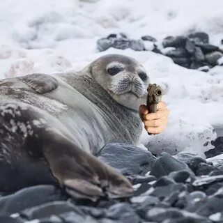 Тюлень дрейка