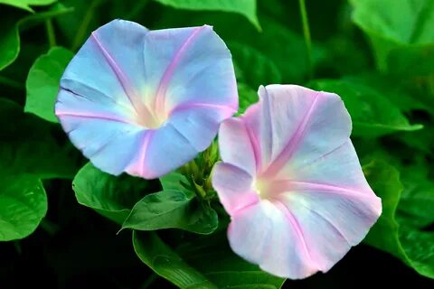 Morning glory