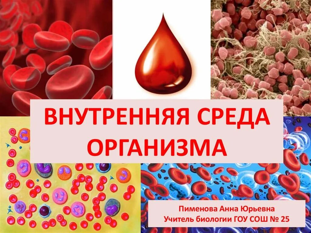 Внутренняя среда организма образована. Внутренняя среда организма презентация. Жидкие среды организма человека. Презентация по биологии внутренняя среда организма