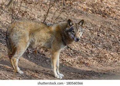 Wolf springs