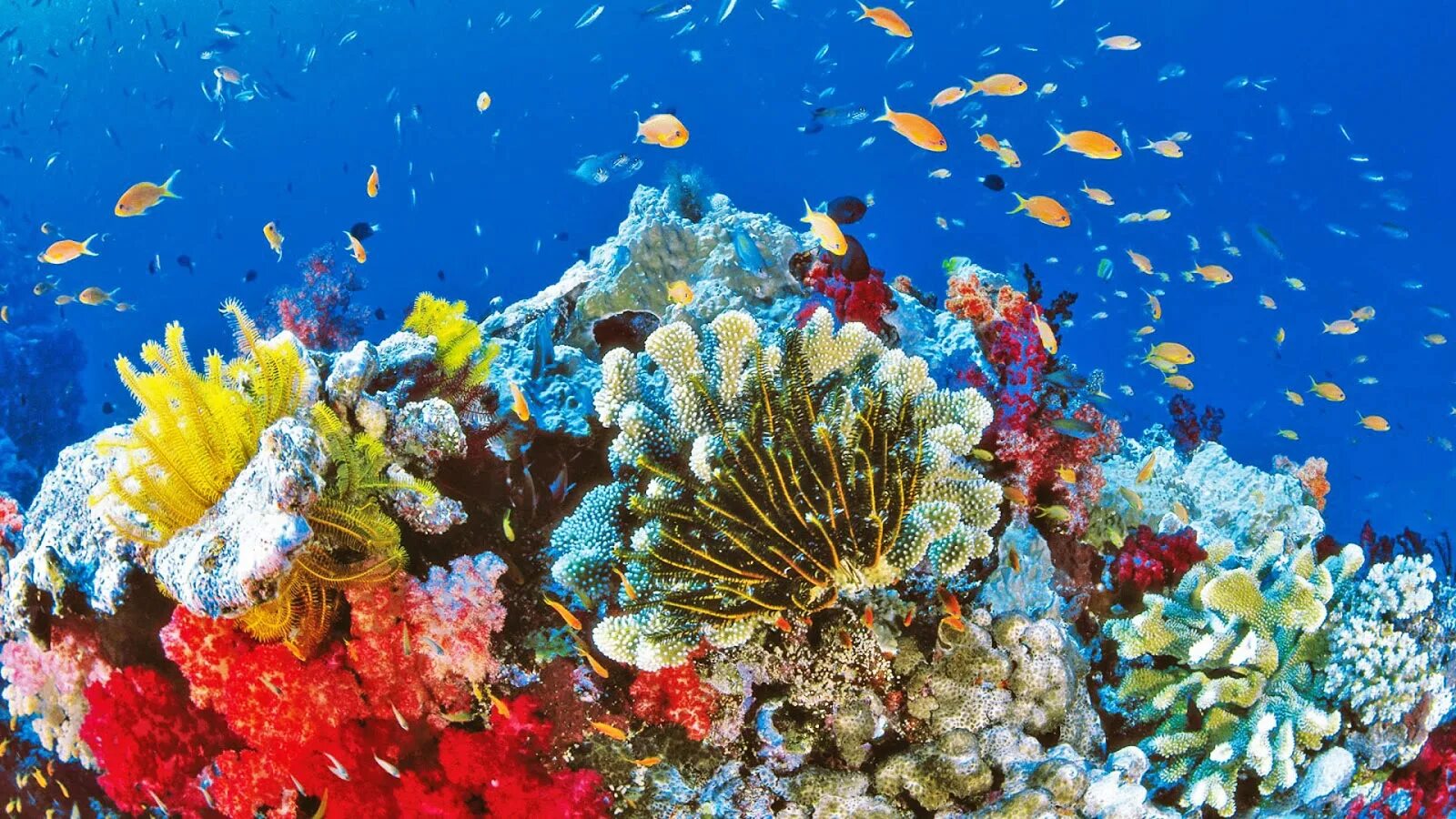 Great coral reef. Большой Барьерный риф кораллы. Большой коралловый риф в Австралии. Морской парк на рифах Туббатаха. Большой Барьерный риф Австралия подводный мир.