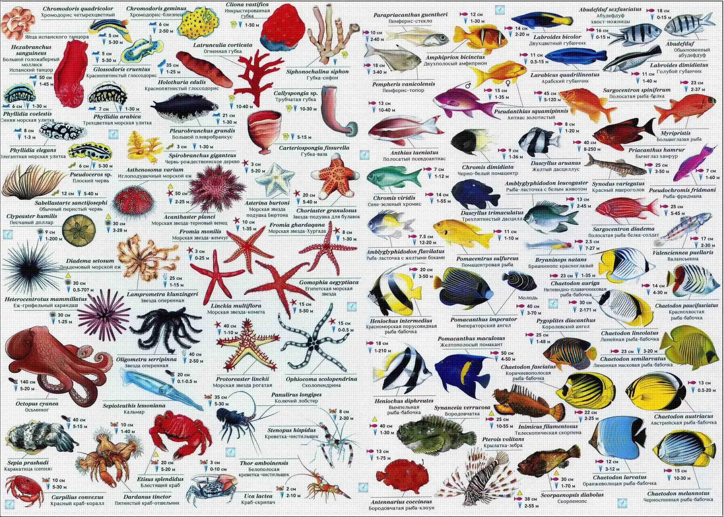 Таблица обитатели красного моря. Карта рыб красного моря. Атлас рыб красного моря. Морские обитатели названия.