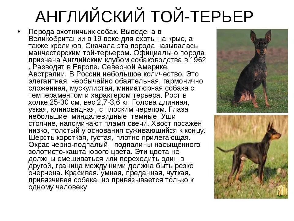 Описание собак породы той