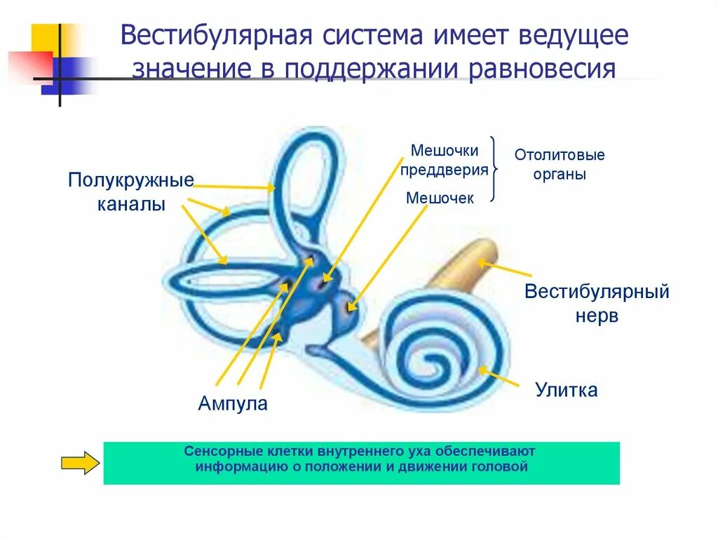 Значение органа равновесия. Преддверие вестибулярного аппарата это мешочки. Мешочки вестибулярного анализатора. Вестибулярный анализатор внутреннее ухо. Вестибулярный аппарат внутреннего уха строение.