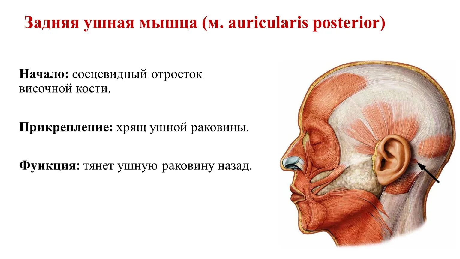 Мышца поднимающая задний. Верхняя ушная мышца (m. auricularis superior). задняя ушная мышца m. auricularis posterior. мышцы ушной раковины анатомия. мышцы наружного уха анатомия.