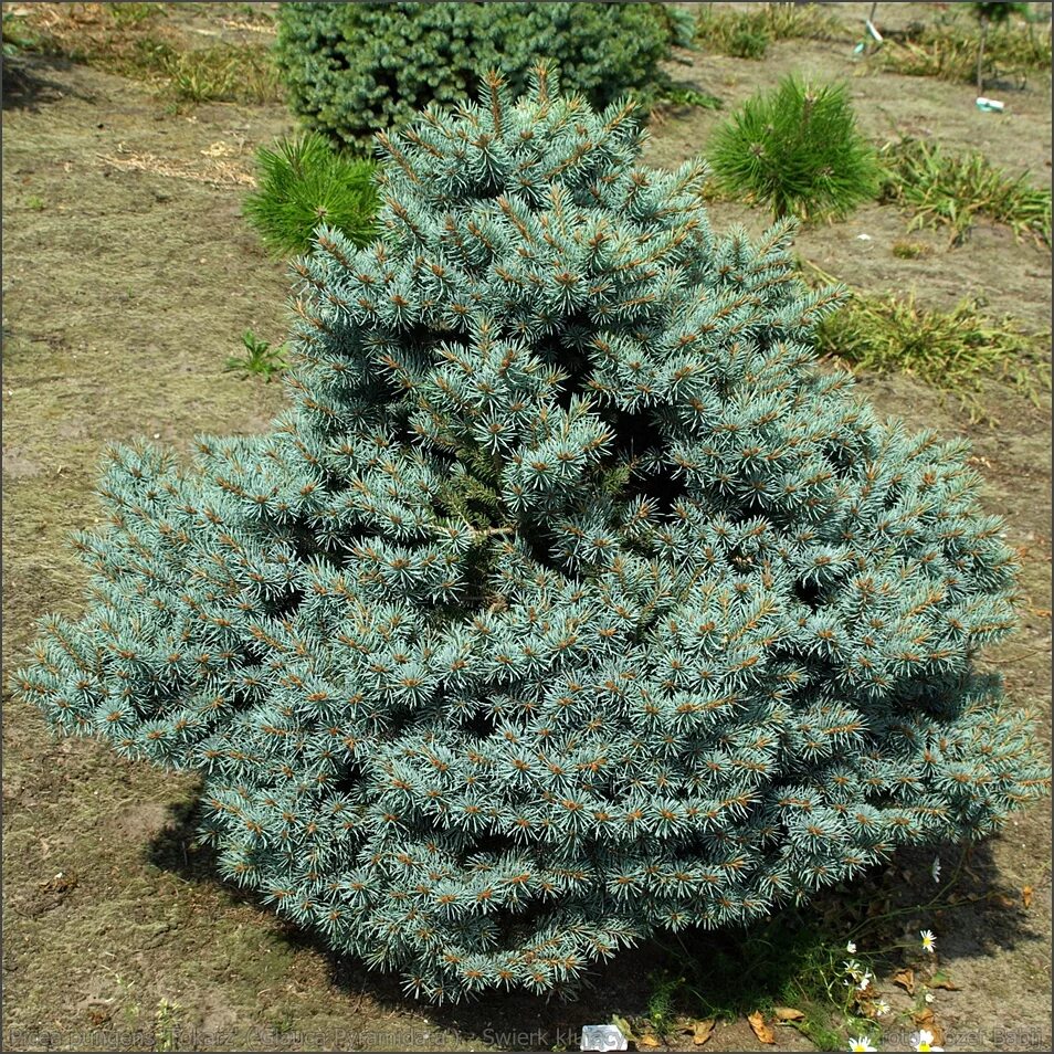 Ель колючая высота. Ель колючая glauca compacta. Picea pungens compacta pyramidalis / Tokarz. Picea pungens glauca compacta. Ель Глаука компакта.