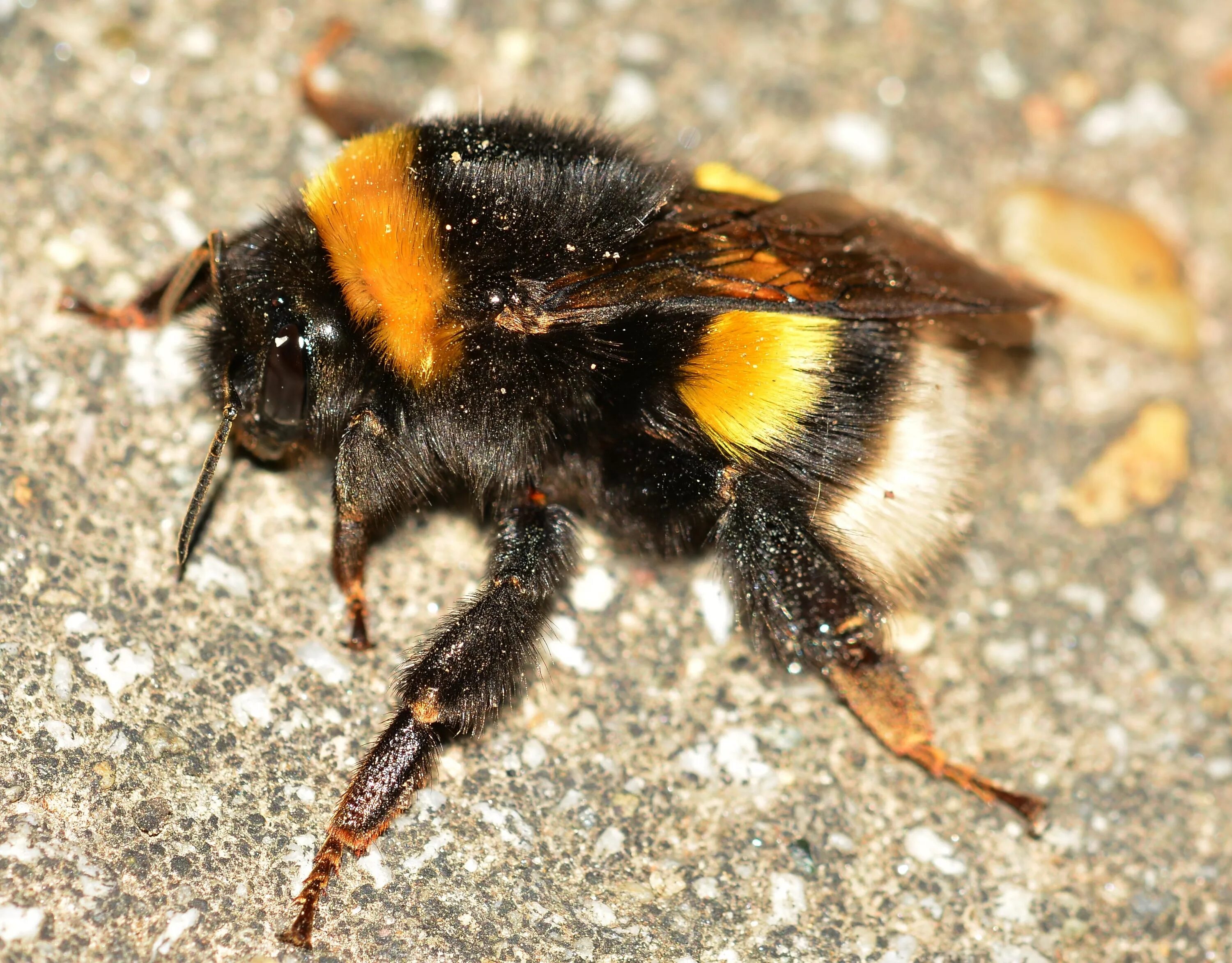 Шмель Земляной Bombus terrestris. Bombus Bombus Шмель. Bombus terrestris (Linnaeus, 1758). 53. Bombus terrestris - Земляной Шмель.