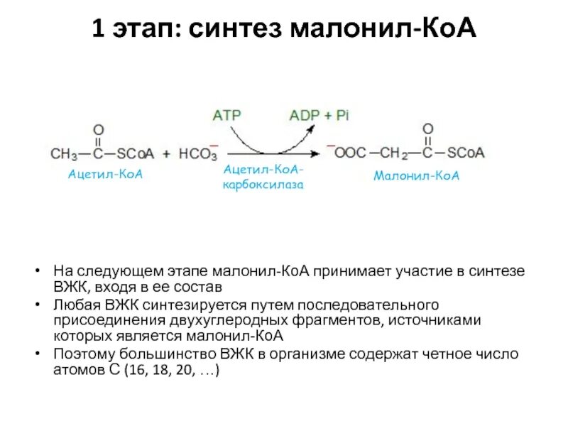 Синтез вжк. Синтез высших жирных кислот биохимия реакции. Биосинтез высших жирных кислот схема биохимия. Малонил Синтез жирных кислот. Биосинтез жирных кислот малонил КОА.