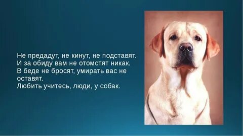 Собака цитаты со смыслом
