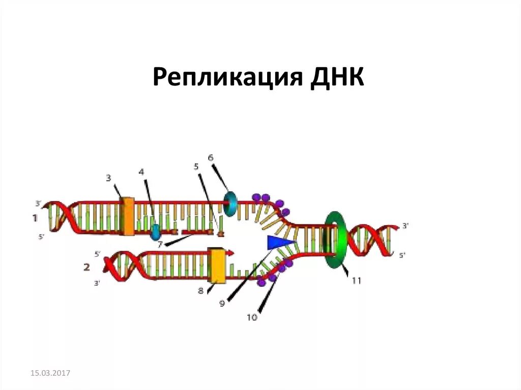 4 репликация днк. 4 репликация днк