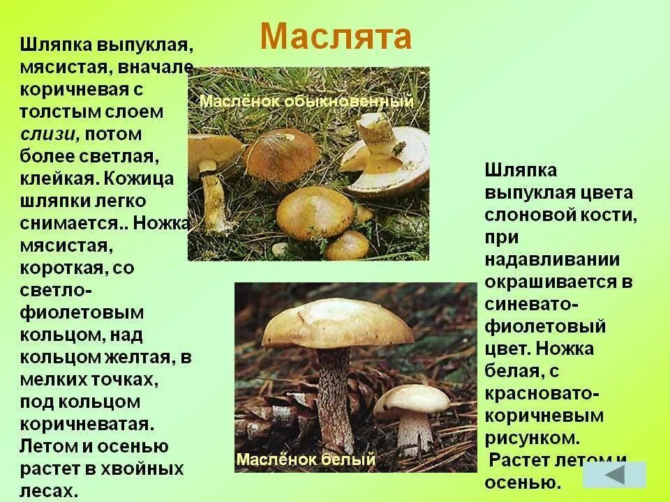 Масленок группа грибов. Маслята шляпка снизу. Маслята грибы описание. Описание маслёнка гриба. Маслята описание.