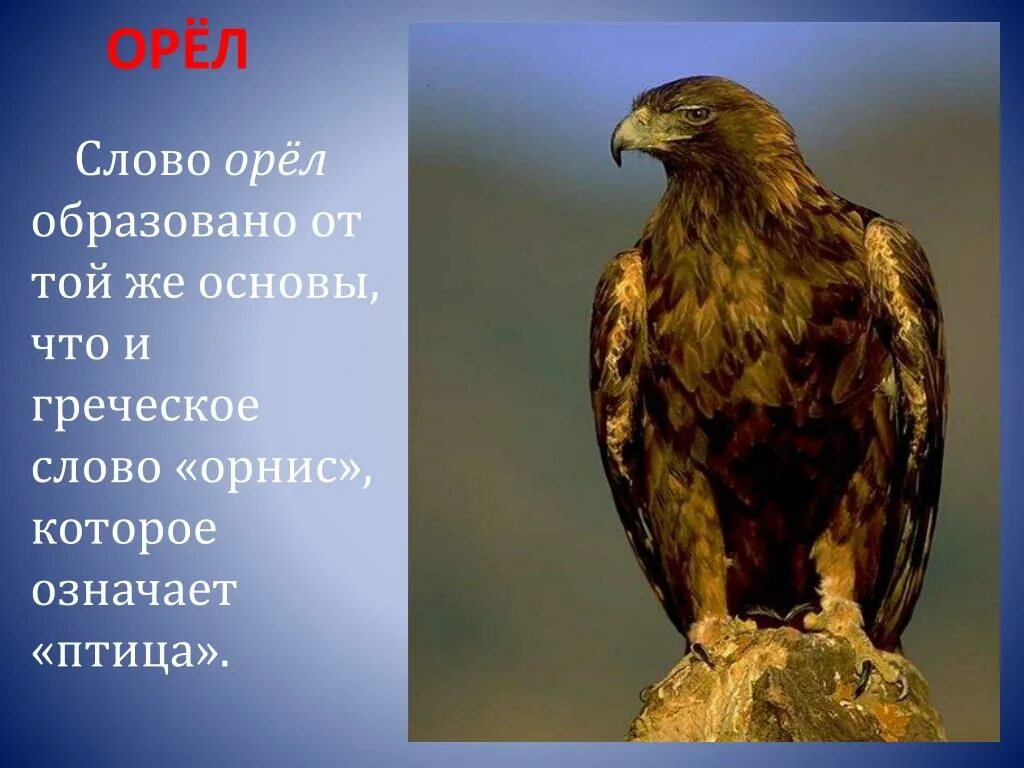 Текст про орла. Информация о Орле. Описание орла. Орел презентация.