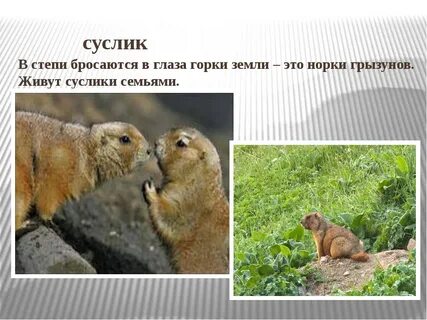 В какой среде живет суслик