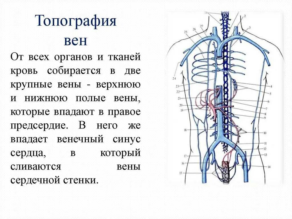 Венозная система нижняя полая Вена. Нижняя полая Вена топография анатомия. Венозная система, система нижней полой вены анатомия. Верхняя полая Вена топография притоки.