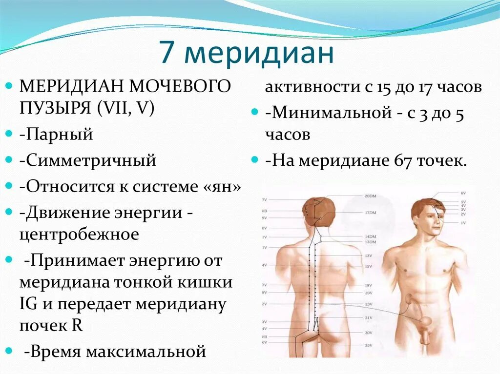 Меридианы человека. Меридианы органов человека. Меридианы тела человека в таблицах. Меридианы человека схема.