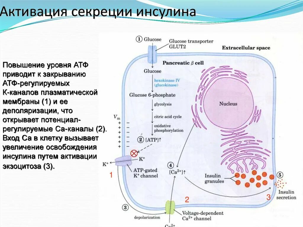 Схема секреции инсулина. Тип секреции инсулина. Механизм регуляции секреции инсулина. Регуляция секреции инсулина схема. Секреторные б клетки