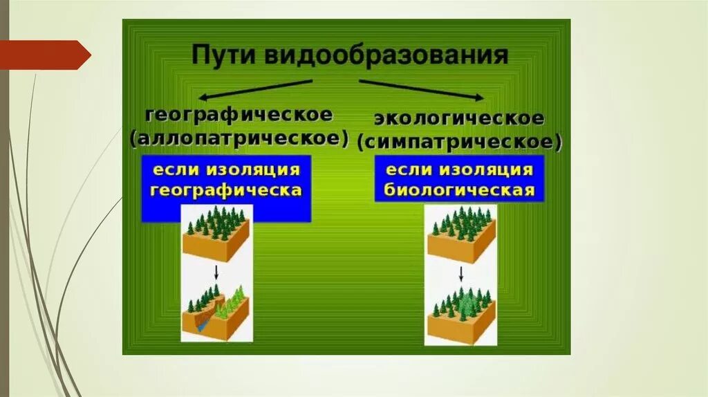 Этапы экологического видообразования биология 9 класс. Тип изоляции географического видообразования. Видообразование пути видообразования. Пути видообразования географическое и биологическое. Изоляция это кратко