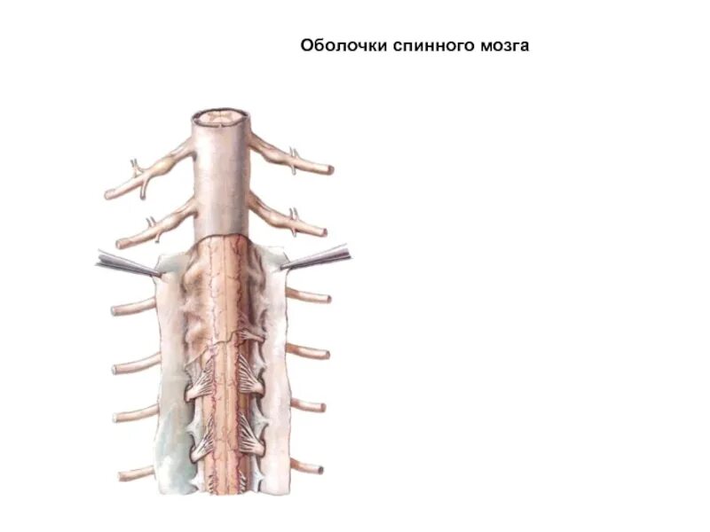 Оболочки спинного мозга анатомия. Строение спинного мозга слои. Строение оболочек спинного мозга. Три оболочки спинного мозга.