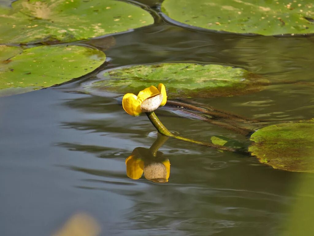 кубышка малая красная книга. кувшинка желтая кубышка. кубышка лимит. кубышка лимит. кубышка лимит.