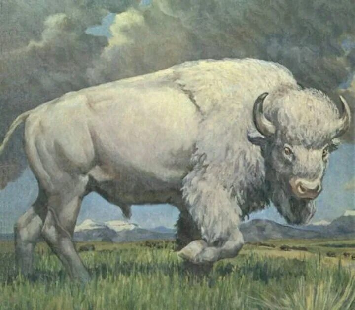 Бизон мифология. Белый Бизон 1977. Белый буйвол. Белый ЗУБР.