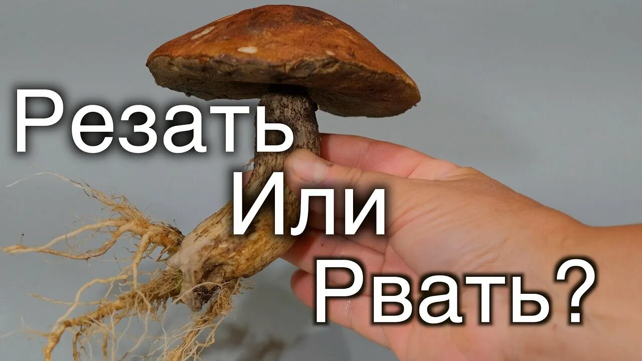 Грибы нужно срезать или вырывать с корнем. Выкручивание гриба. Срезать грибы ножом. Срезает гриб. Корень гриба.
