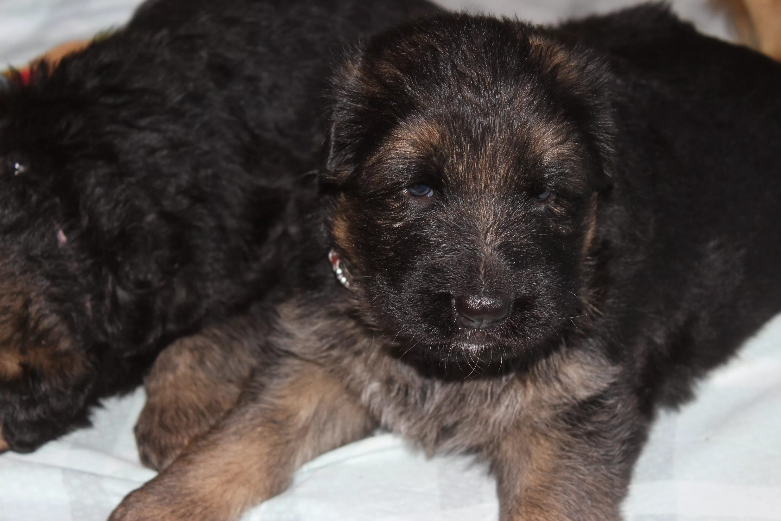 щенки немецкой овчарки черные длинношерстные 1 месяц. кутята немецкой овчарки 2 недели. щенок овчарки с огромными ушами. двухнедельный щенок овчарки. щенки немецкой овчарки 2 месяца видео.