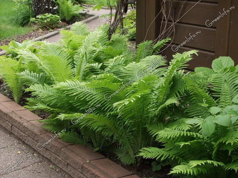 Hosta Sagae and Brilliance Fern Foliage Duo for Woodland Garden Woodland garden,