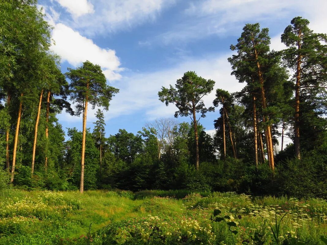 сосна обыкновенная pinus sylvestris l. сосна эльдарская (растение). сосна обыкновенная "cuha". сосна калабрийская (pinus bruria).