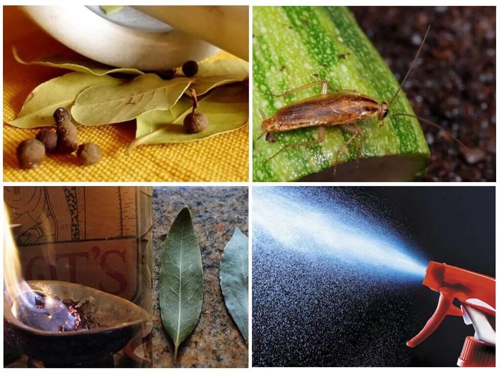 Масло лаврового листа от тараканов. Насекомые лавровый лист. Лавровый лист от клопов. Окуривание лавровым листом. Отпугивает ли лавровый лист комаров.