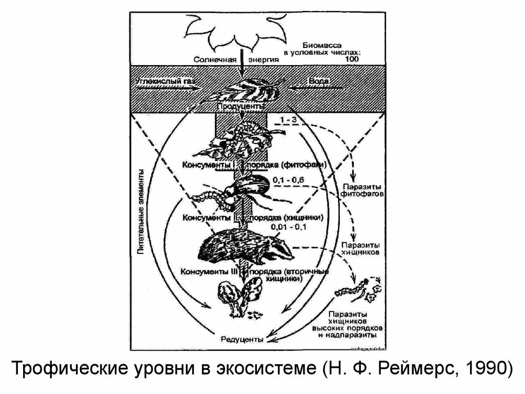 Трофические уровни эко система. Трофические уровни схема. Трофические уровни экосистемы. Трофические уровни агроэкосистемы.