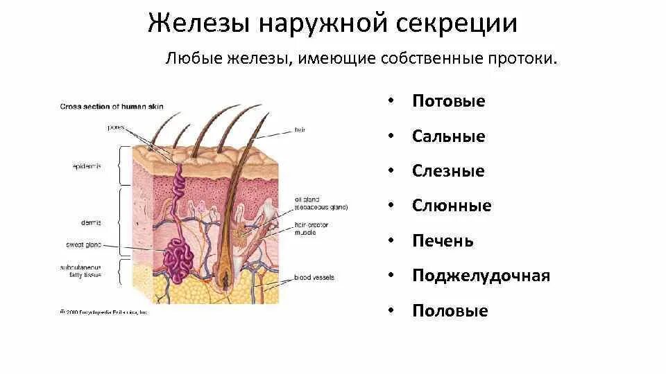 Где расположены сальные потовые железы корни волос. Строение потовых желез 8 класс биология. Железы с собственными протоками. Строение потовой железы.