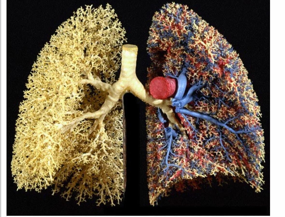 Много информации о легких