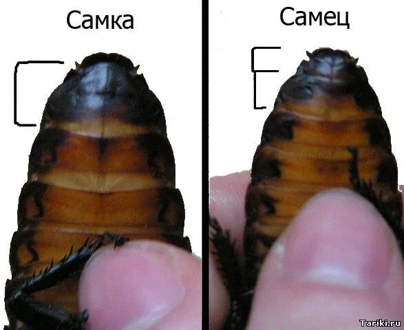 Как отличить самца. Мадагаскарский таракан самец и самка. Мадагаскарский таракан различить пол. Мадагаскарский таракан пол. Мадагаскарский таракан самка или самец.