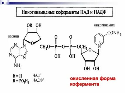 Коферменты над и надф