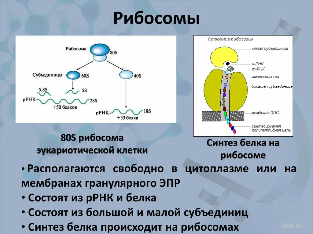 Молекула органического вещества эукариотической клетки. Строение субъединиц рибосом. Большая субъединица рибосомы функции. Строение малой и большой субъединиц рибосом. Синтез субъединиц рибосом.