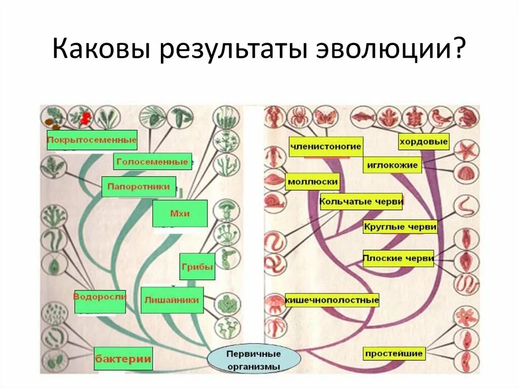 Эволюционная биология это. Эволюция видов схема. Эволюция многообразие видов. Результаты эволюции биология. Эволюция животных.