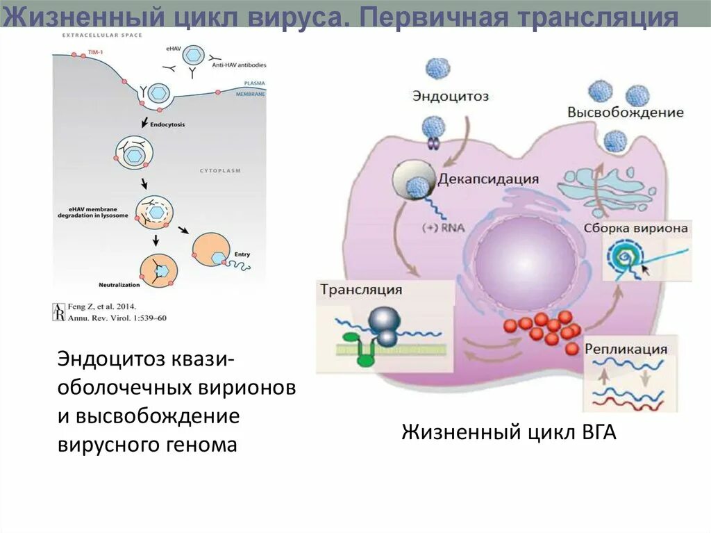 Жизненный цикл вируса схема. Последовательность жизненного цикла вируса. Жизненный цикл ДНК вирусов. Стадии жизненного цикла вируса.