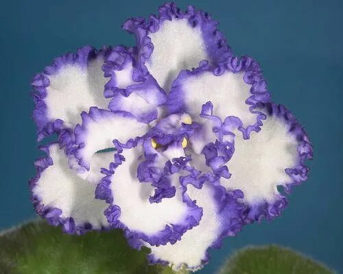 Фиалка ват грозовое облако. Пт розовые облака фиалка фото и описание. Фиалка нл соломия. Honey puff фиалка. Фиалка purple cloud.