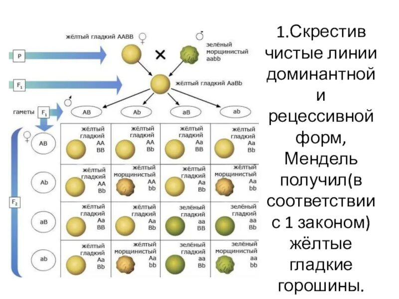 Близкородственное скрещивание получение чистых линий скрещивание. 3 Закон Менделя схема. 2 Схемы скрещивание 3 закон Менделя. 3 Закон Менделя формулировка. Третий закон Менделя закон независимого наследования признаков.