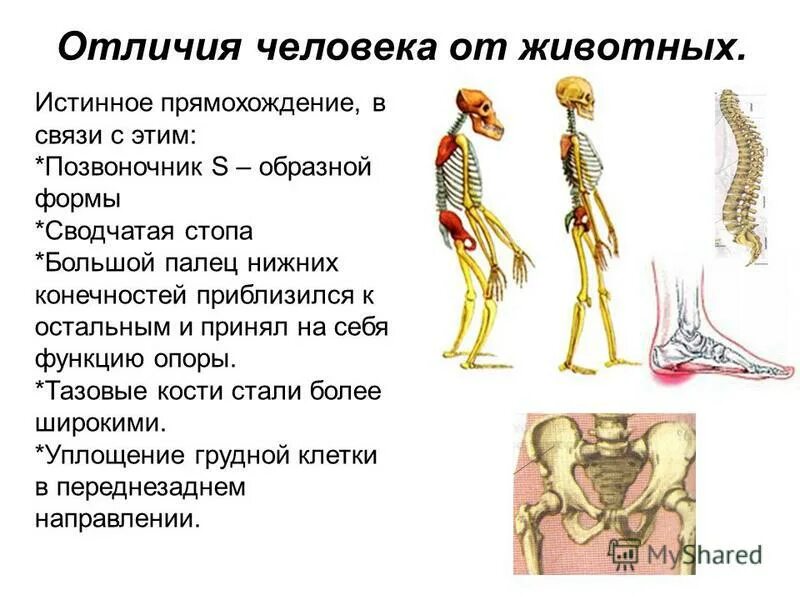 Скелет человекообразной человекообразной обезьяны. Прямохождение у животных. Прямохождение у животных. Приспособления позвоночника к прямохождению. Строение конечностей приматов.