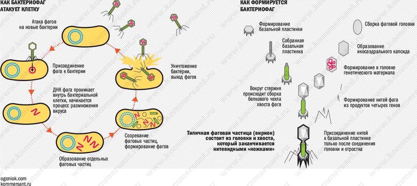 Жизненный цикл бактериофага схема. Рахмножениебактериофаг. Схема размножения бактериофага. Схема цикла бактериофага.