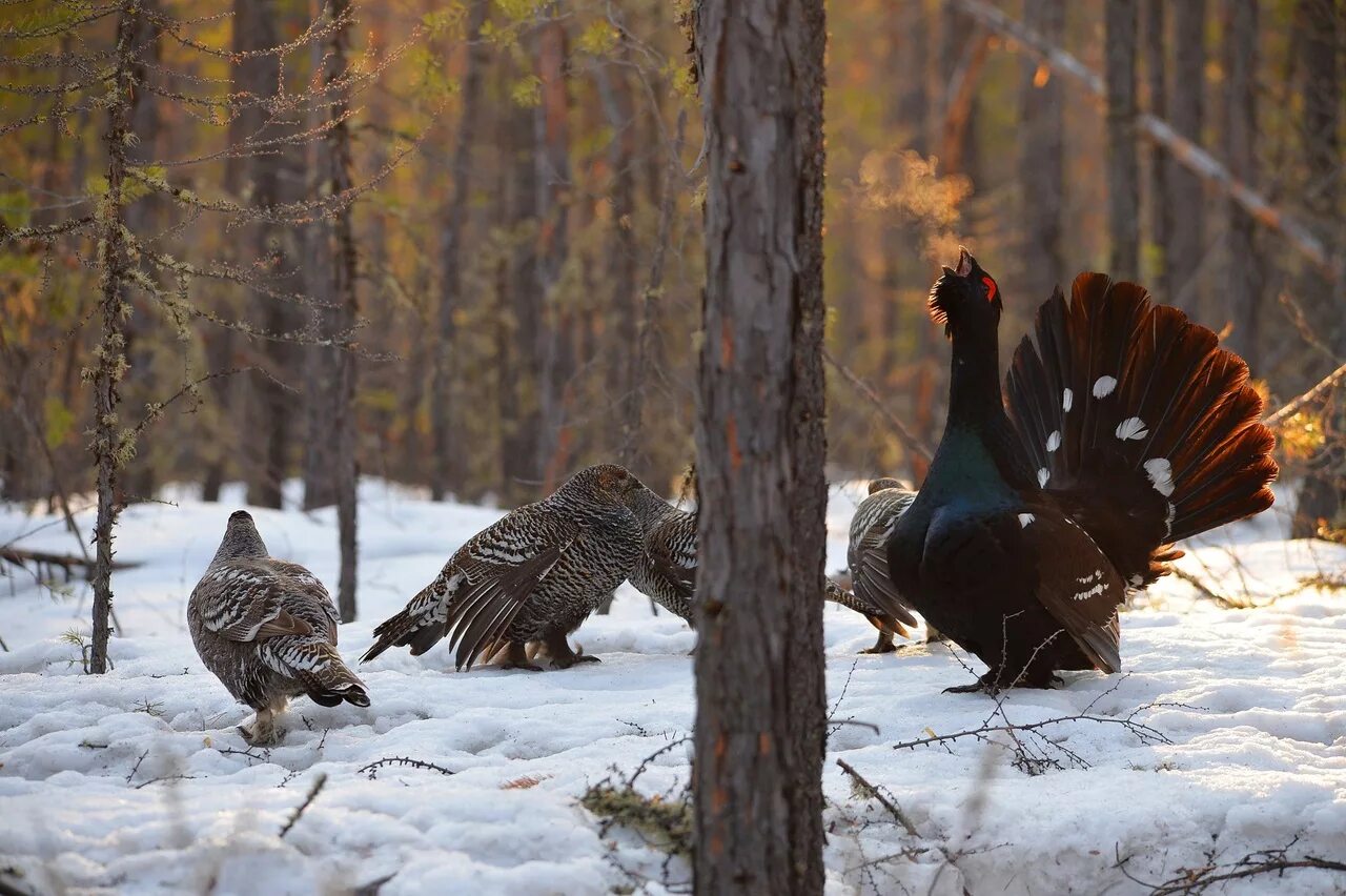 песня глухари саяны. глухарь тетерев фазан. глухарь карелия. глухарь птица токует. запове́дник басе́ги глухарь птица.