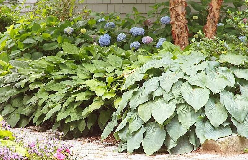 Высадка хост. Хоста растение. Hosta sieboldii. Хосты Зибольда. Хосты Зибольда сорта.