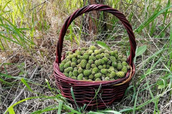 Когда собирают зеленую шишку