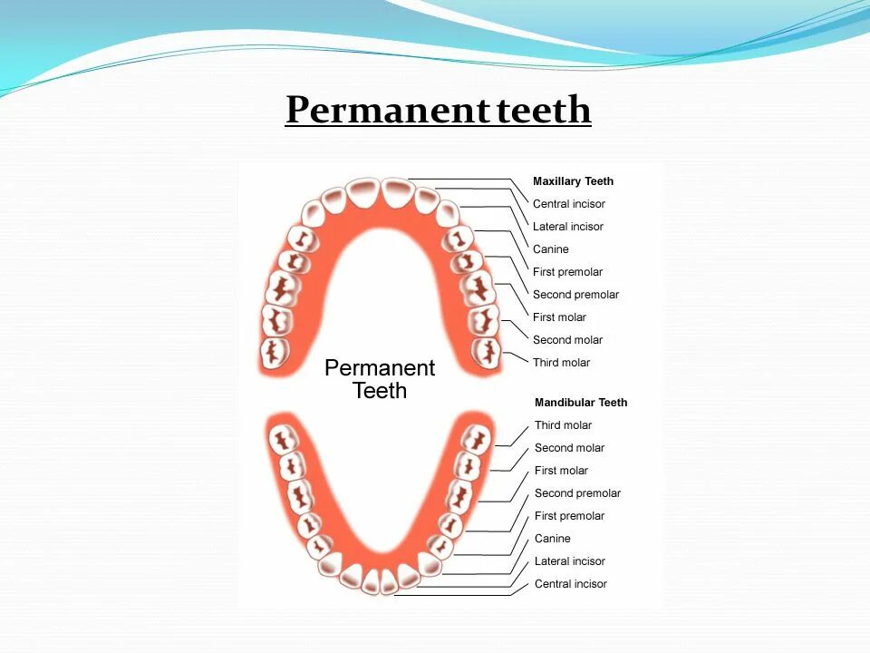 Коренные зубы порядок прорезывания. Порядок прорезывания постоянных зубов схема. Постоянные зубы схема прорезывания. Название зубов у ребенка схема молочных зубов.