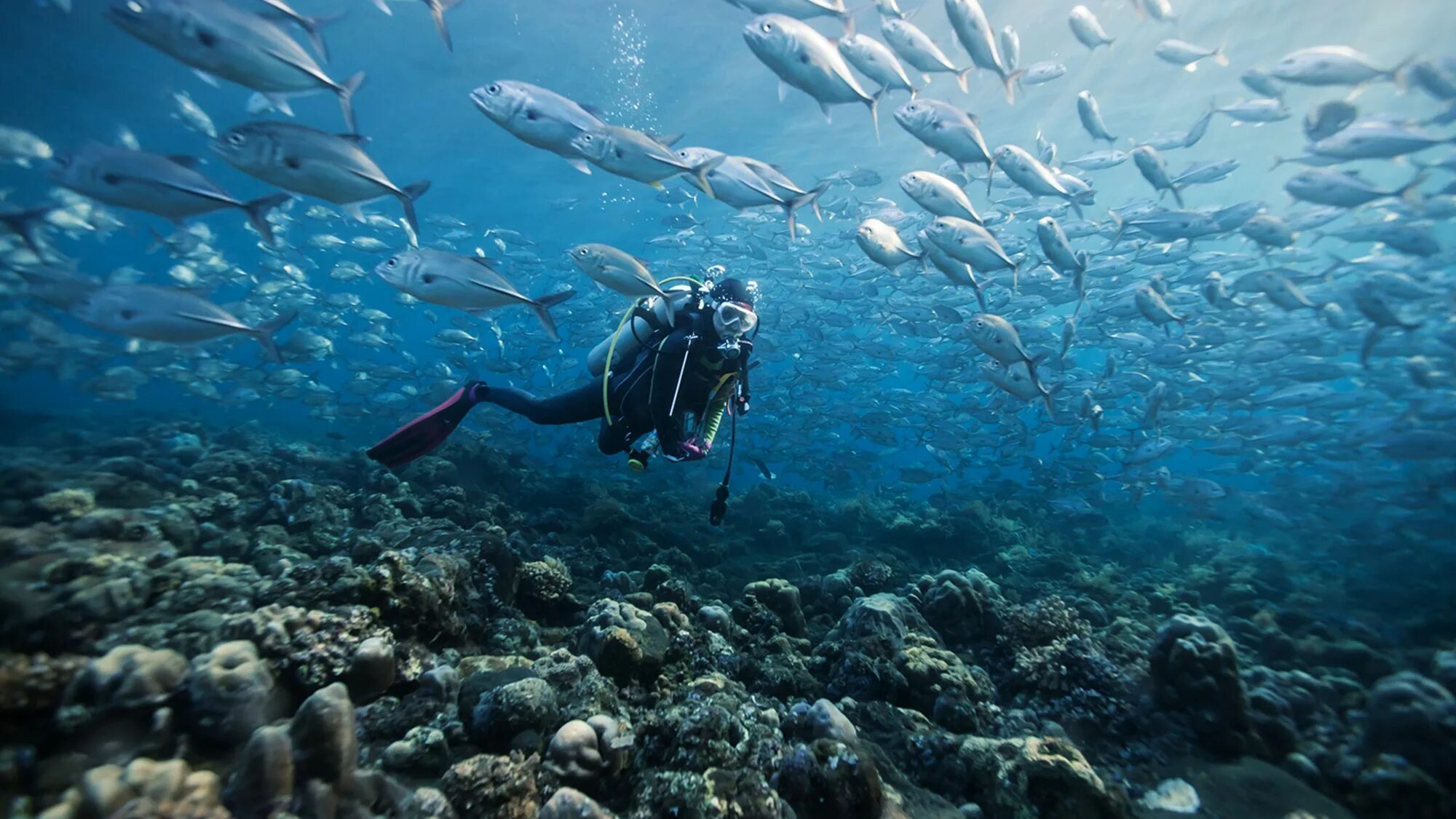 Sea dive. Атлантический океан дайвинг. Акулий риф Египет. Доминиканская Республика дайвинг. Акулья бухта Шарм-Эль-Шейх.