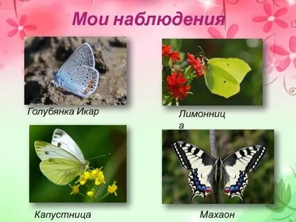 Как пишется капустница