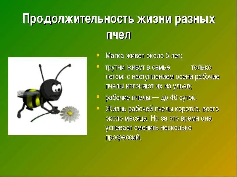 Продолжителлность жизни пчёл. Продолжительность жизни пчелы. Сколько живут пчелы. Пчелиная матка Продолжительность жизни.