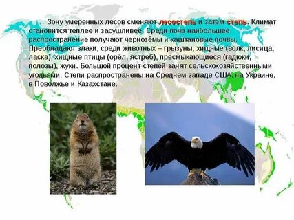 В лесной зоне преобладают